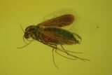 Two Fossil Flies (Diptera) In Baltic Amber #72249-3